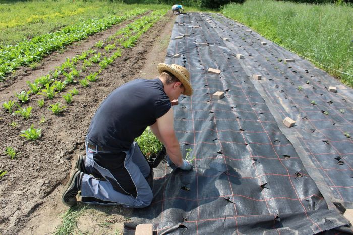 Ein Gärtner kniet im Beet und arbeitet an einer Abdeckung mit Plane, Sommersituation in unserer Gärtnerei