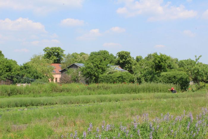 Landschaftsaufnahme unserer Gärtnerei in Rohrlack mit sommerlichen Feldern